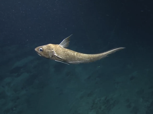 Rat tail fish for Proteins under pressure lesson 