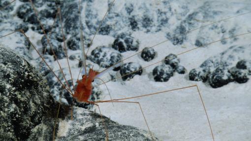 Shrimp on a seafloor rock with nodules in the background, Cook Islands