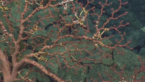 E/V Nautilus Returns to the Marianas to Explore Deep-Sea with Ocean Exploration Technology Collaboration