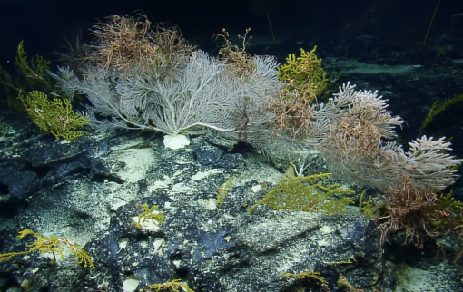 Happy #WorldReefDay! #DidYouKnow that much of Earth's reefs are actually found in the #deepsea? While exploring unknown regions of our global oceans, OET uses our remotely-operated vehicles to shine a light on these dark-dwelling corals and share their wonder with the world.