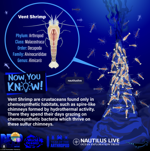 Peppermint Narwhal vent shrimp