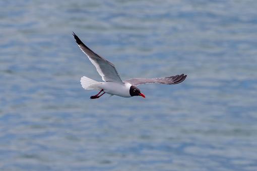 Laughing gull caught on camera from E/V Nautilus.