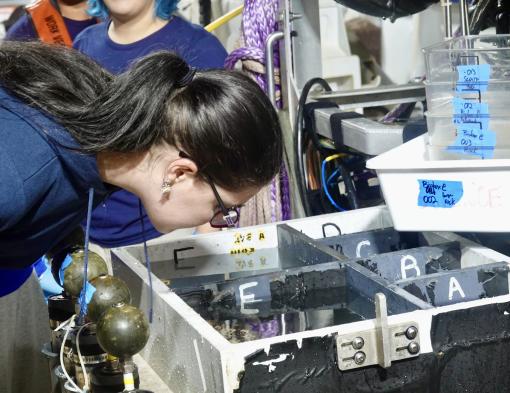 Chloe Berger examining samples from ROV Hercules