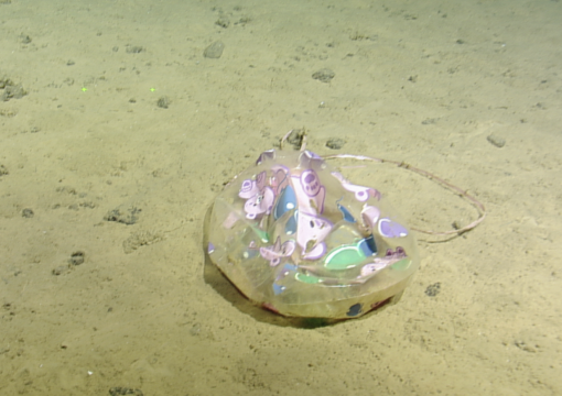 marine debris 5,800 meters in deep sea