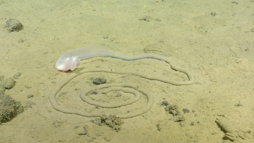 acorn worm trails