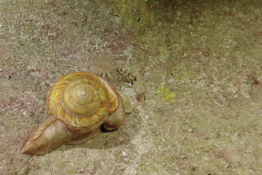 golden slit snail deep sea