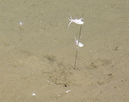 amphipods abyssal plain