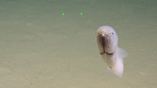 Say hello to this Bassozetus #cuskeel, who swam right up for a closer look at the ROV. That thin filament near its chin is a modified pelvic fin. In related cusk-eels, these fins are packed with sensory cells, essentially functioning like barbels, and are thought to help the fish feel around the sediment for food in the dark. Curious, a little nosy, and clearly not camera-shy.