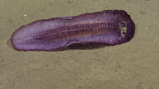 sea cucumber tube feet