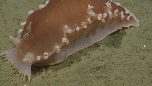 sea slug