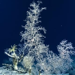 Coral colony Credit Ocean Exploration Trust