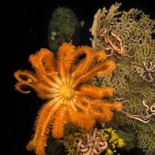 Deep sea corals