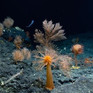 Deep-Sea Habitats of the Hawaiian Archipelago