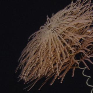 iridogorgia coral