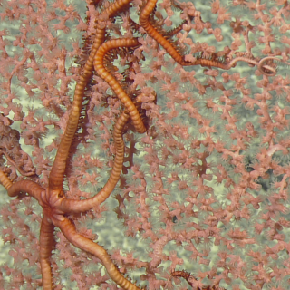 mariana deep sea wildlife