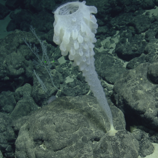 glass sponge