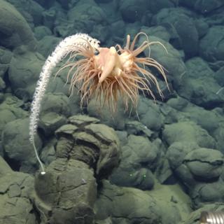 deep sea exploration