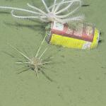 marine debris at Davidson Seamount