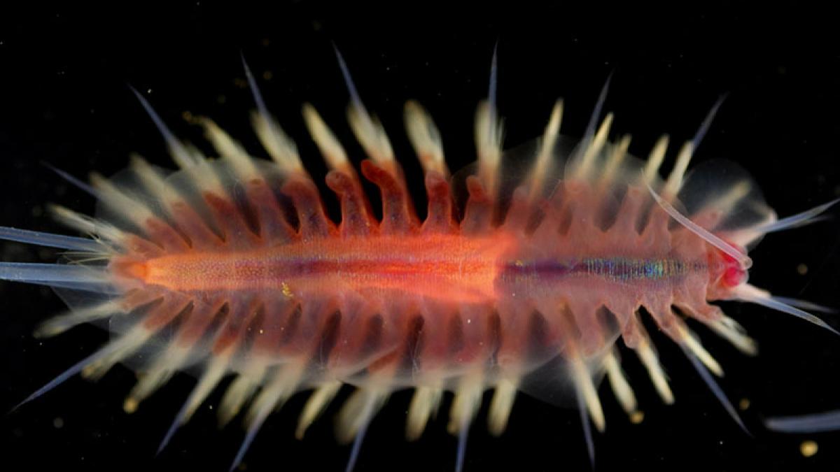 Invertebrates of the Deep Sea | Nautilus Live